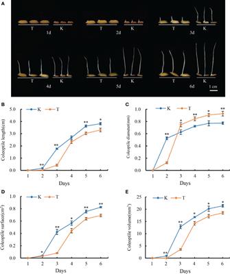 High-density genetic mapping identified QTLs for anaerobic germination tolerance in rice